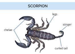 What Do Scorpions Look Like Scorpion Identification Guide