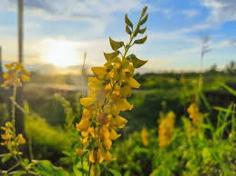 Image result for Crotalaria annua