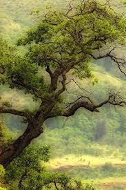 Download and use 100,000+ tree house stock photos for free. Beautiful Tree Wallpapers Group 71