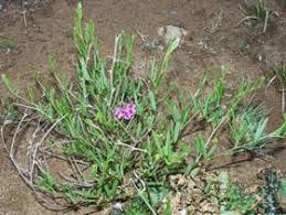 Image result for Sphenostylis