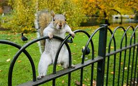 And anyway, for a small creature, terminal velocity is much slower than for humans. Death By Fall Not For A Squirrel Cyrus Khan