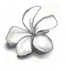 Pin By Tony Bonboni On St Pencil Drawings Of Nature Flower Drawing Pencil Drawings Of Flowers