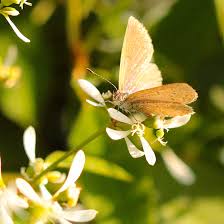 Image result for Glossostelma spathulatum