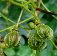 Image result for Eriolaena rulkensii