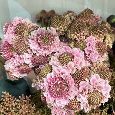Image result for Scabiosa
