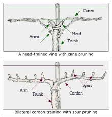 Image result for grape pruning