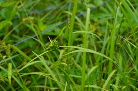 Image result for Carex sp.no.1