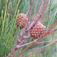 Image result for Casuarina littoralis