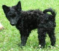 Mudi puppies for sale california. Mudi