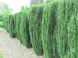 Ideal plants for screens are those that have a tight form (small internodal length) so that when pruned, large voids are not created. Top Screening Plants For Your Garden And Hedging Shrubs