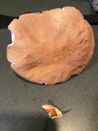 Image result for Boletus separans