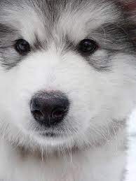 Download this free alaskan malamute wallpaper widescreen hd wallpaper in high resolution and use it to brighten your pc desktop, ipad, iphone, android, tablet and every other display. Alaskan Malamute Wallpapersfor Android Apk Download