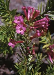 Image result for Freylinia