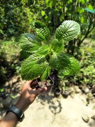 Image result for Stachytarpheta urticifolia