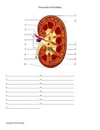 Structures Of The Kidney Quiz Or Worksheet Biology Classroom Biology Lessons Biology Worksheet