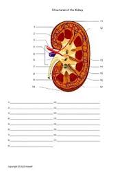 Structure of the nephron coloring worksheet answers. Quiz Or Worksheet Covering The Structures Of The Kidney For Anatomy There Are 17 Structures To Identi Biology Classroom Biology Worksheet Nursing School Notes