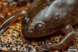 Image result for Euploca katangensis