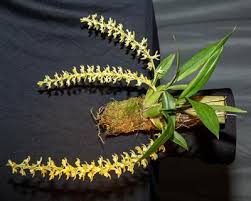 Image result for Ozoroa gomesiana