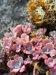 Image result for Isopyrum nipponicum