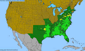 Image result for Congolanthus