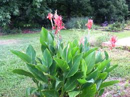 Image result for Cannaceae