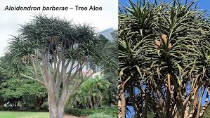 Image result for Aloidendron barberae