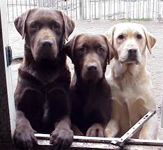 Favorite this post jul 11 2 rottski puppies for sale $500 (san tan valley Labradornet White Spot On Labrador Chest Labrador Cute Animals Lab Dogs