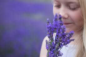 Hitchin Lavender Farm photography