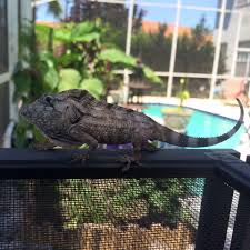 These lizards need a minimum of 10 hours every day. Serpentera Exotics Llc It S A Cuban False Chameleon Chamaeleolis Barbatus Its Like A Small Bearded Dragon As Far As Personality G Reptile Room Animals Pets