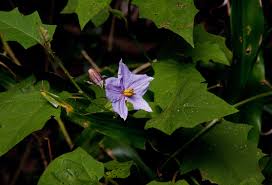 Image result for Solanum richardii