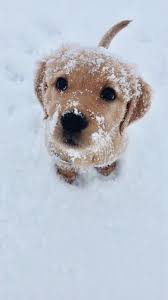 I Wonder If This Dog Is Cold Sevimli Hayvan Yavrulari Sevimli Kopek Yavrulari Sevimli Kedi Yavrulari