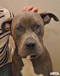 One Year Old Pup Swallows Corn Cob Undergoes Surgery At The Aspca Animal Hospital Animal Hospital Aspca Animals