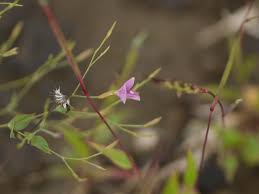 Image result for Canscora diffusa