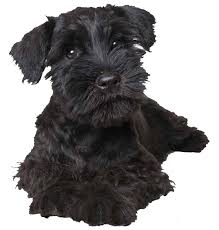 Toy Schnauzer Teacup Schnauzers Or Miniature Schnauzers