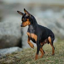 Miniature Pinscher Min Pin Full Profile History And Care