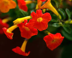 Image result for Streptosolen