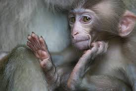 Monkey Photos for Sale - Photos.com