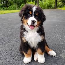 Puppy Vsco Pictures Puppy Vsco In 2020 Beautiful Dogs Mountain Dogs Dogs