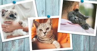 Answers pet food kidney diet. Is Your Cat Among The 1 In 3 Who Will Get Kidney Disease Diamond Pet Foods