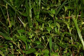 Image result for Persicaria nepalensis