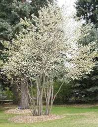 Amelanchier Alnifolia Front Screening Deciduous Tree Amelanchier Alnifolia Plants Native Plants