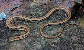 Glass lizards are long, slender, legless lizards that superficially resemble snakes. Slender Glass Lizard Wikipedia