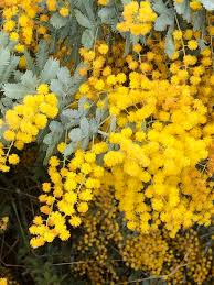 Image result for Acacia baileyana