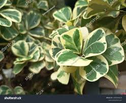 Image result for Ficus craterostoma