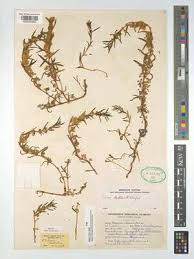 Image result for Pycnosphaera buchananii