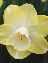 Pin On Daffodils