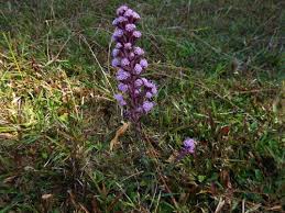 Image result for Pavonia burchellii