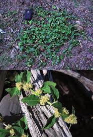 Image result for Nothosaerva brachiata