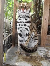 Jul 04, 2021 · warga yang sukses berperan melestarikan hutan bisa menggunakan meong sebagai imbalannya. Kucing Hutan 2021