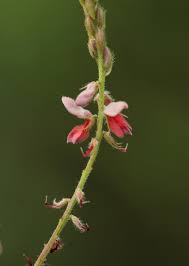 Image result for Indigofera setiflora